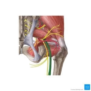 a drawing of the sciatic nerve