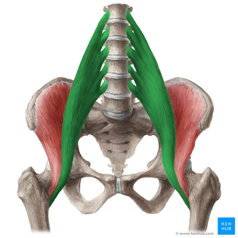 drawing of the psoas major